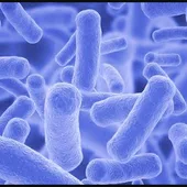 Tuberculosis caprina Tuberculosis caprina