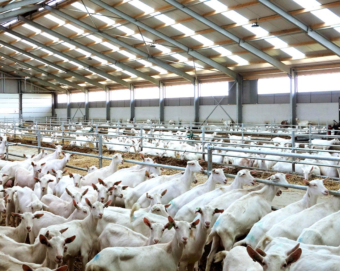 25.000 cabras son sacrificadas en la provincia de Ciudad Real a causa de la tuberculosis 25.000 cabras son sacrificadas en la provincia de Ciudad Real a causa de la tuberculosis