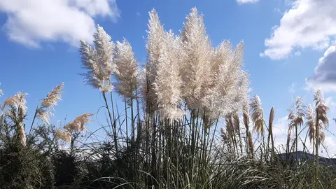 Plumachos Plumachos