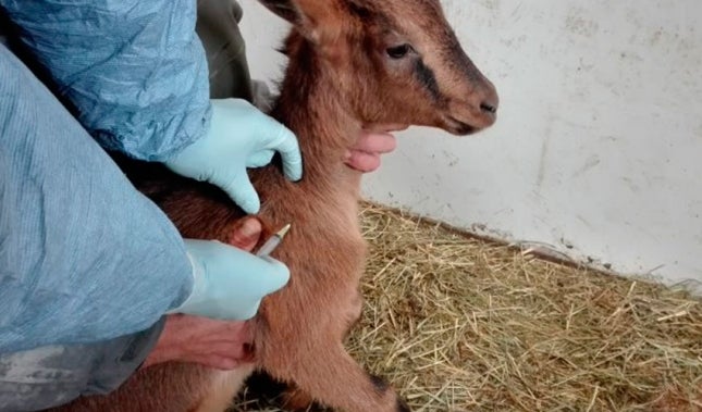 Los veterinarios afirman que las pruebas de tuberculosis en cabras tienen sensibilidad suficiente para detectar contagios Los veterinarios afirman que las pruebas de tuberculosis en cabras tienen sensibilidad suficiente para detectar contagios