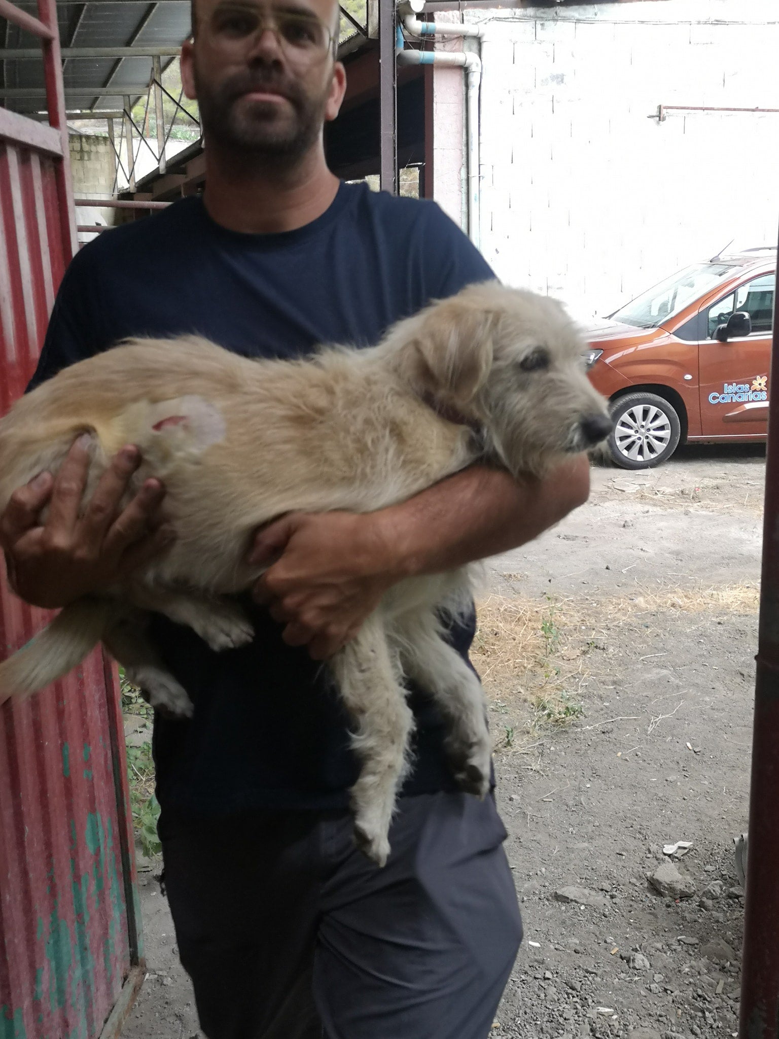 ¿Cómo ayudar a los animales afectados por el volcán de La Palma? ¿Cómo ayudar a los animales afectados por el volcán de La Palma?