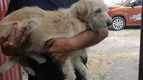 Perro en brazos de un voluntario de Aanipal