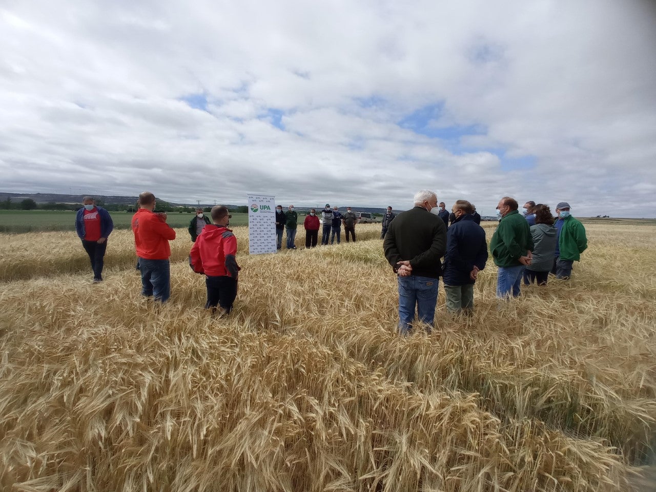 El campo de ensayo de UPA Palencia demuestra que la semillas certificadas de trigo logran rendimientos superiores al 11% El campo de ensayo de UPA Palencia demuestra que la semillas certificadas de trigo logran rendimientos superiores al 11%