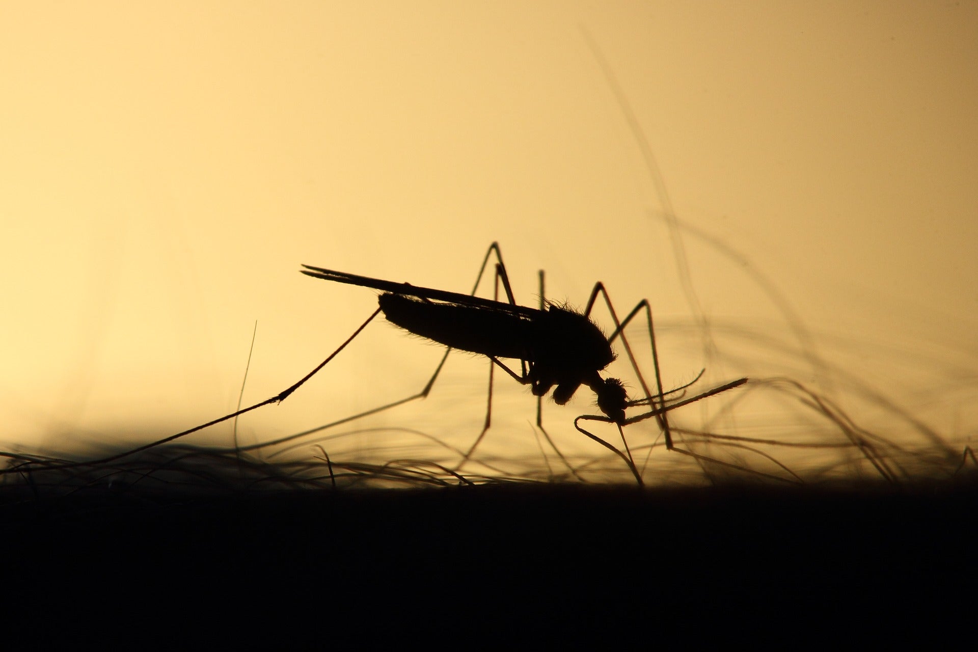 Por qué pican los mosquitos: estos son los colores que debes evitar en tu ropa si no quieres que te ataquen Por qué pican los mosquitos: estos son los colores que debes evitar en tu ropa si no quieres que te ataquen
