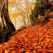 Parque Nacional de Ordesa en otoño Parque Nacional de Ordesa en otoño