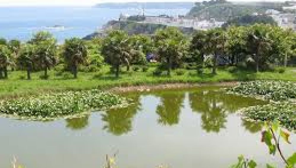 El interventor abre la guerra por los números del Bosque Jardín de Luarca.