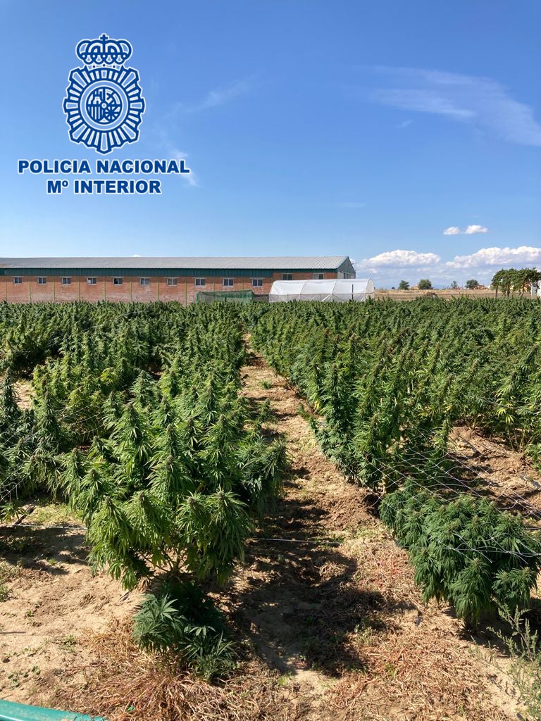 La Policía Nacional desmantela dos macroplantaciones de marihuana en Borox e Illescas La Policía Nacional desmantela dos macroplantaciones de marihuana en Borox e Illescas
