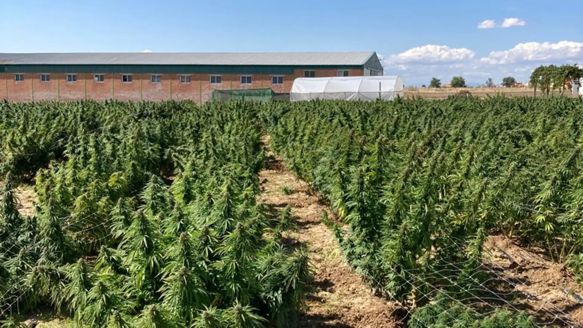 Plantación marihuana en Illescas
