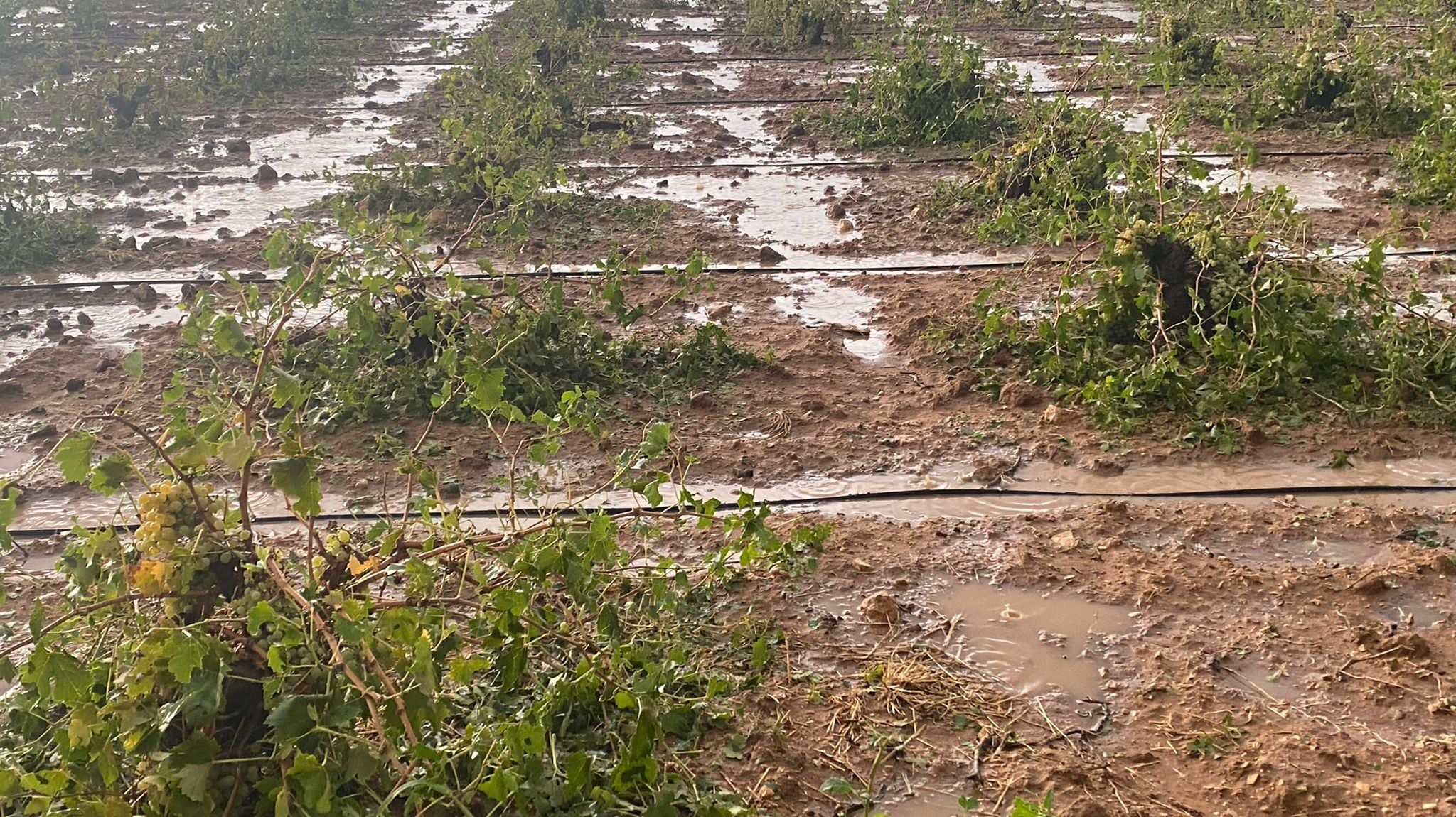 ASAJA en Campo de Criptana solicita una rebaja sustancial del IBI rústico ASAJA en Campo de Criptana solicita una rebaja sustancial del IBI rústico