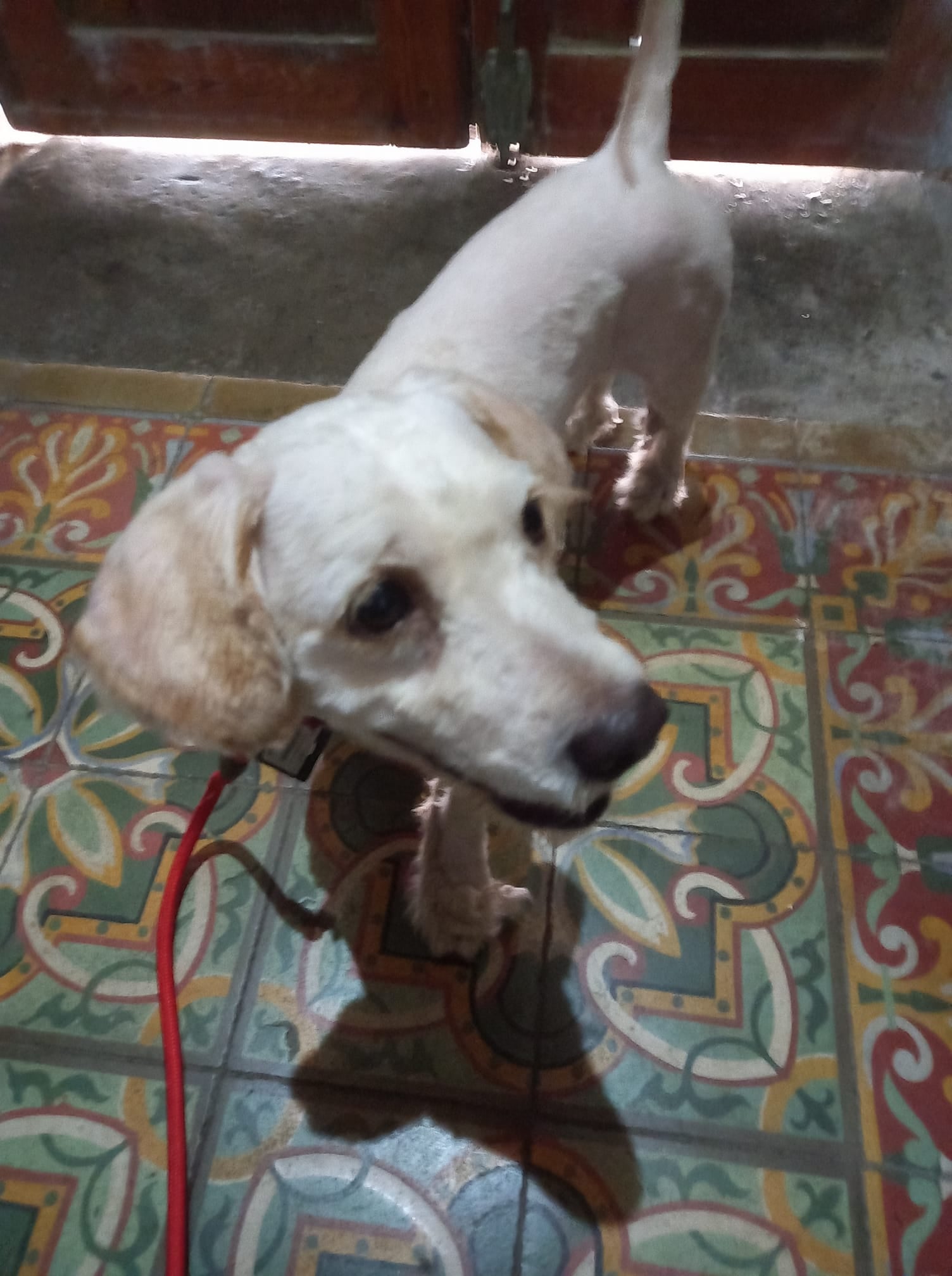 Decenas de mascotas continúan perdidas en La Palma tras la erupción del volcán Decenas de mascotas continúan perdidas en La Palma tras la erupción del volcán