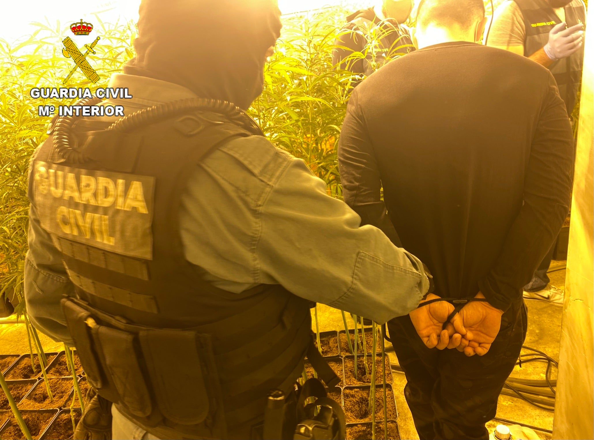 La Guardia Civil desmantela una plantación de marihuana en Olías del Rey La Guardia Civil desmantela una plantación de marihuana en Olías del Rey