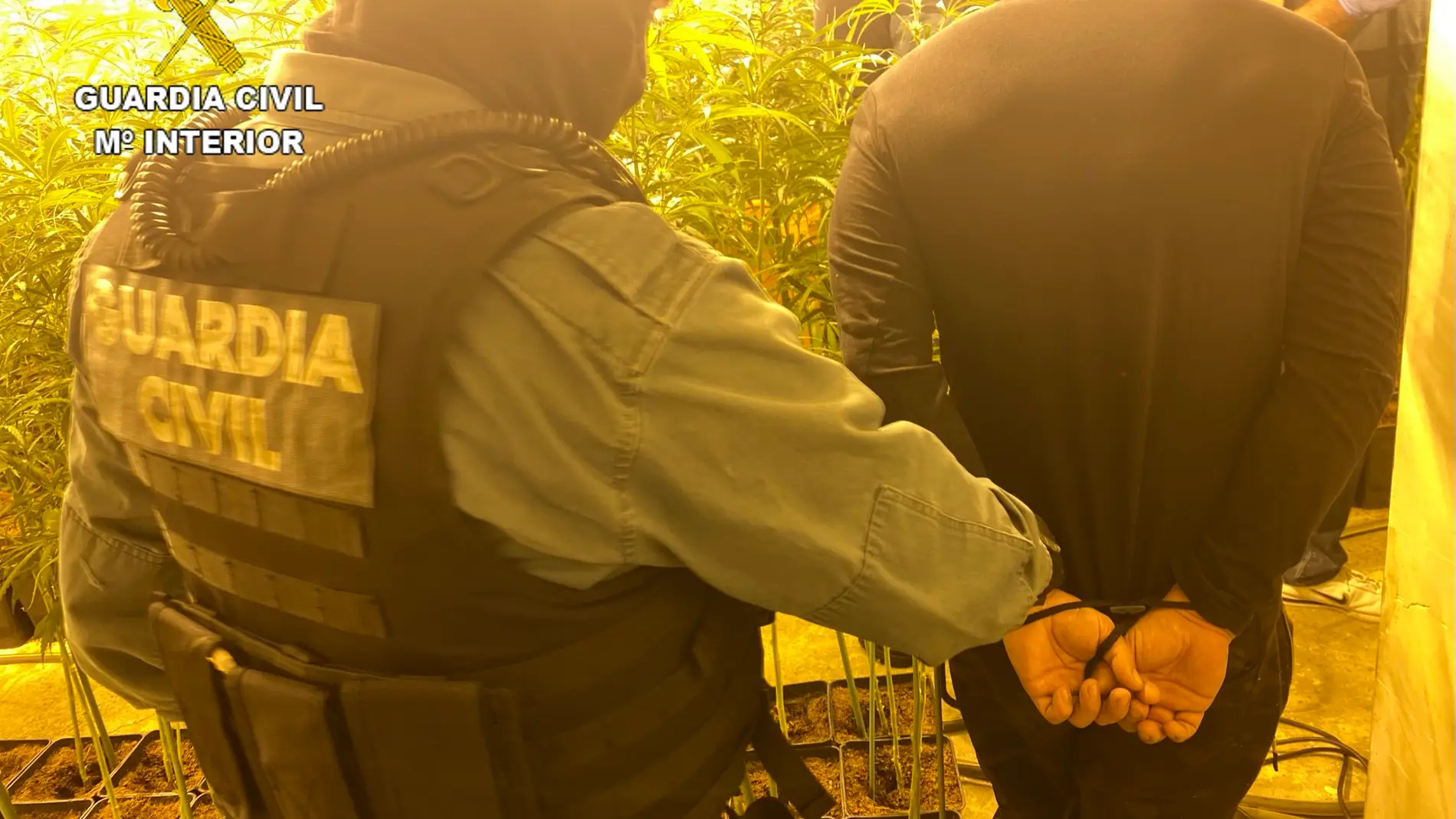 La Guardia Civil desmantela una plantación de marihuana en Olías del Rey
