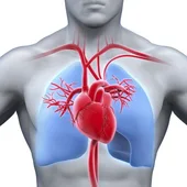 Infartos de miocardio y accidentes cerebrovasculares se cobran más de 17 millones de vidas al año Infartos de miocardio y accidentes cerebrovasculares se cobran más de 17 millones de vidas al año