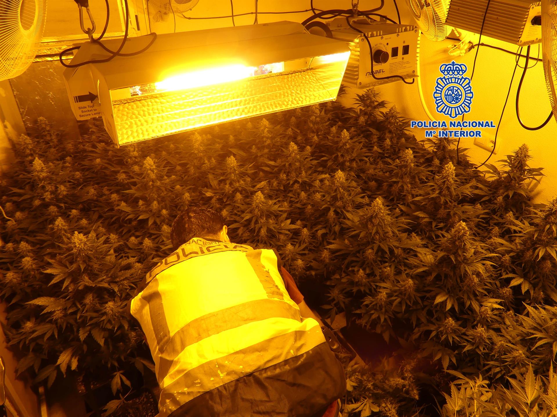 La policía localiza casi 400 plantas de marihuana y detiene a cuatro personas en Alcantarilla La policía localiza casi 400 plantas de marihuana y detiene a cuatro personas en Alcantarilla