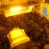 La policía localiza casi 400 plantas de marihuana y detiene a cuatro personas en Alcantarilla