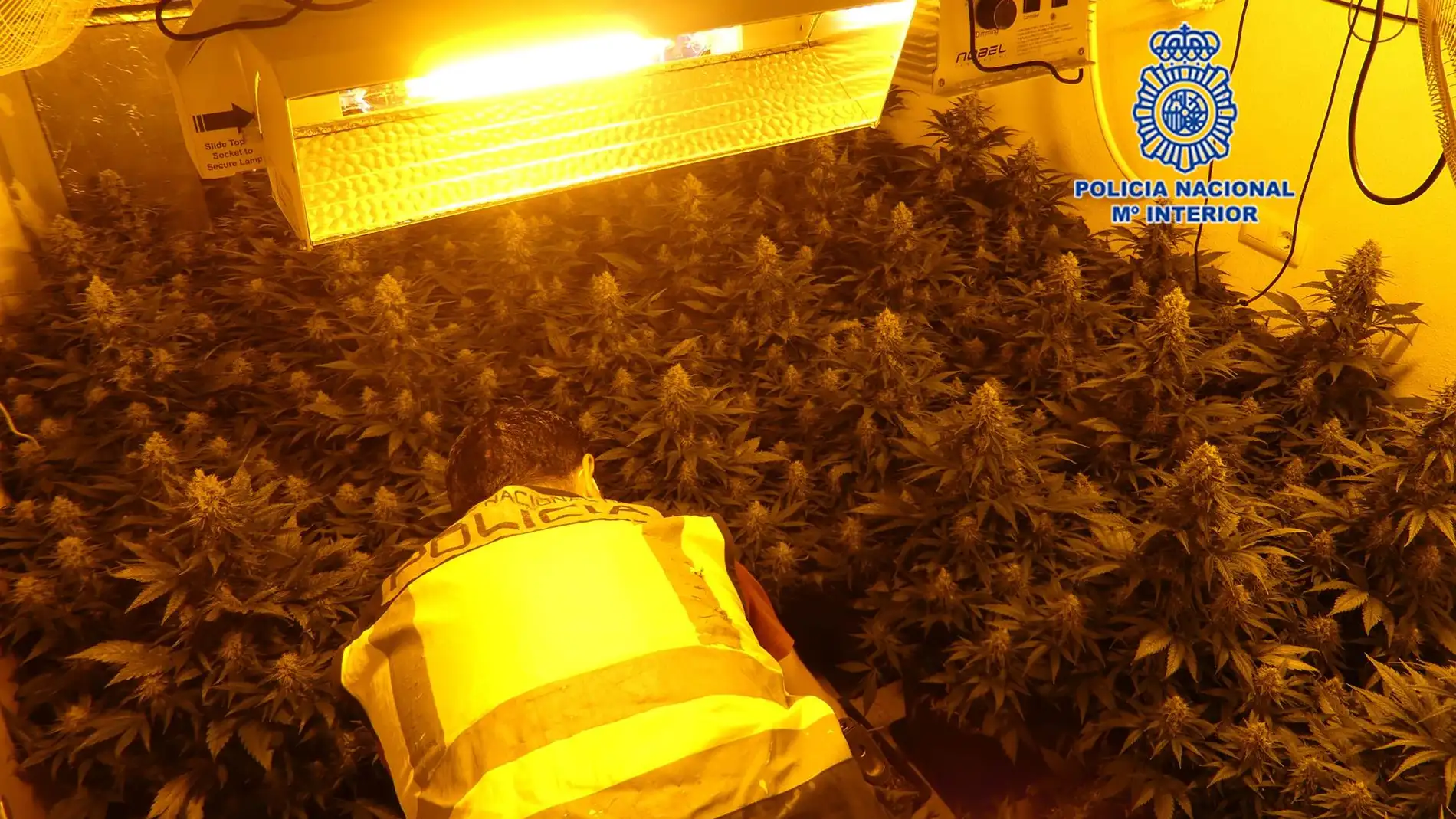 La policía localiza casi 400 plantas de marihuana y detiene a cuatro personas en Alcantarilla