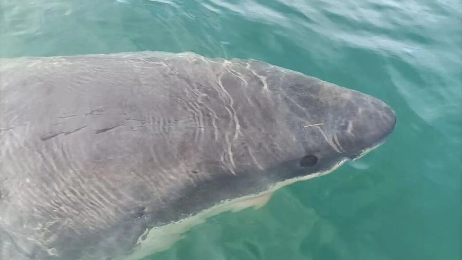  Un tiburón de cinco metros surca las aguas del puerto de Punta Langosteira (A Coruña)