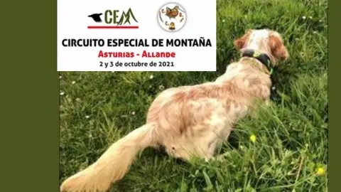 Perro en pleno lance de `muestra´ Perro en pleno lance de `muestra´