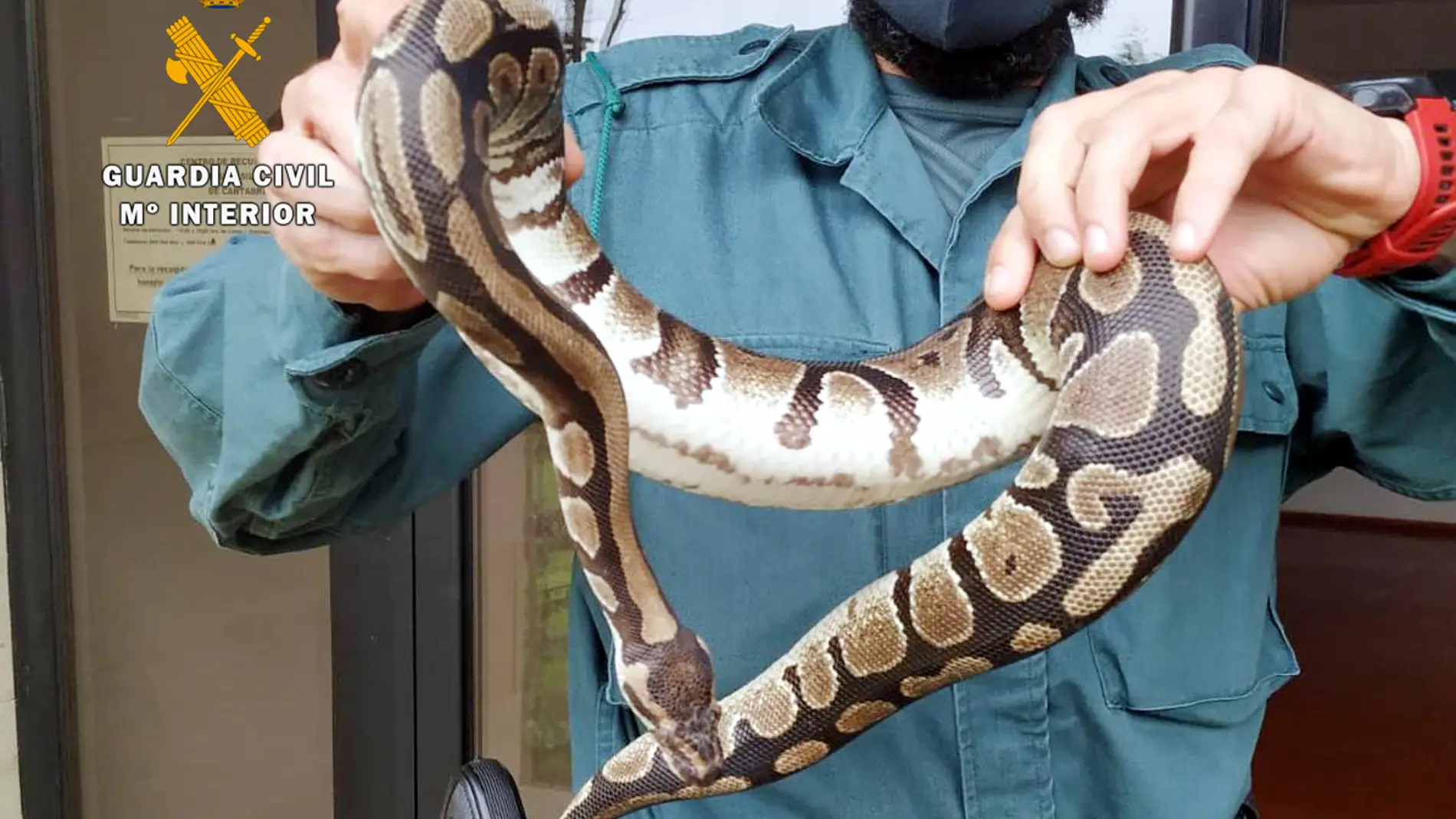 Capturada una serpiente pitón que se había introducido en el jardín de una vivienda de Castañeda