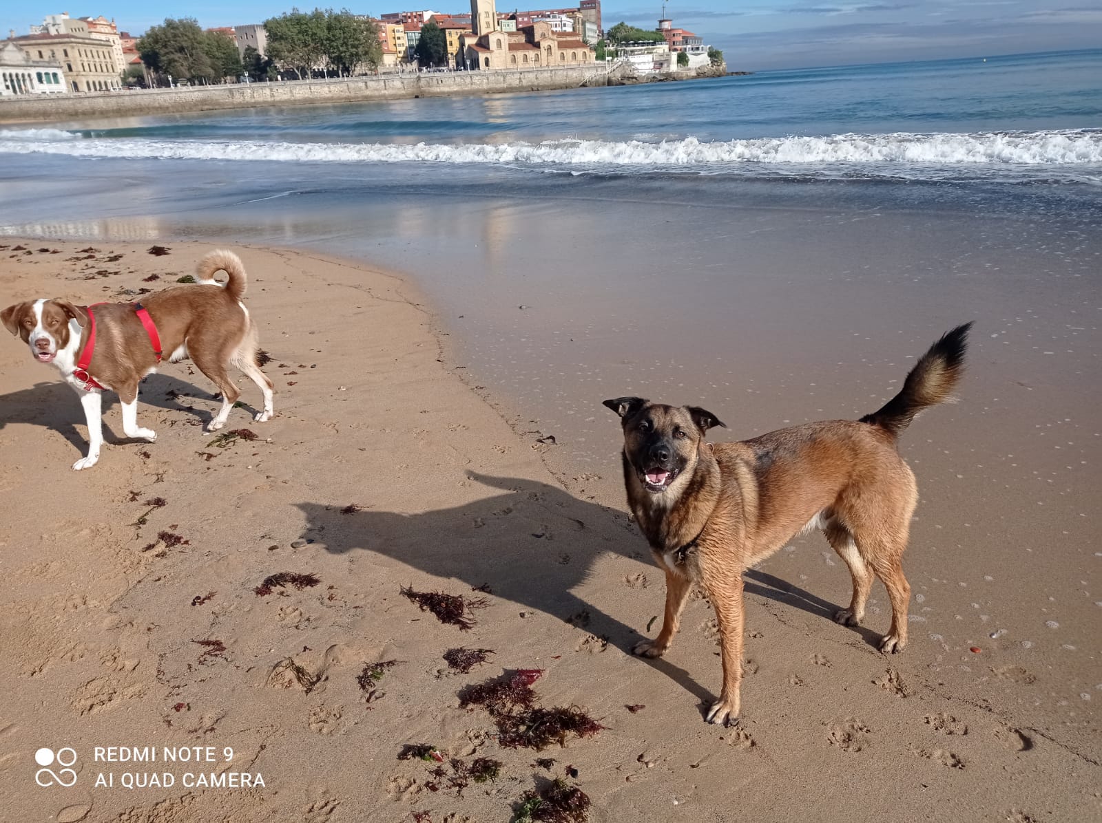 Perros en la playa Perros en la playa