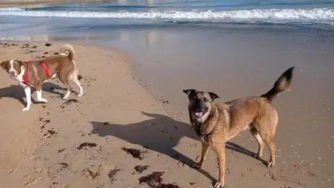 Perros en la playa Playa de San Lorenzo