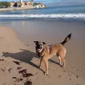 Perros en la playa Perros en la playa