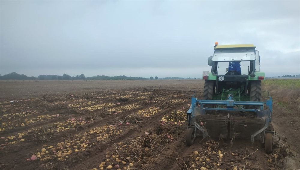 Inicio da recollida dos ensaios de campo da pataca na finca Antela