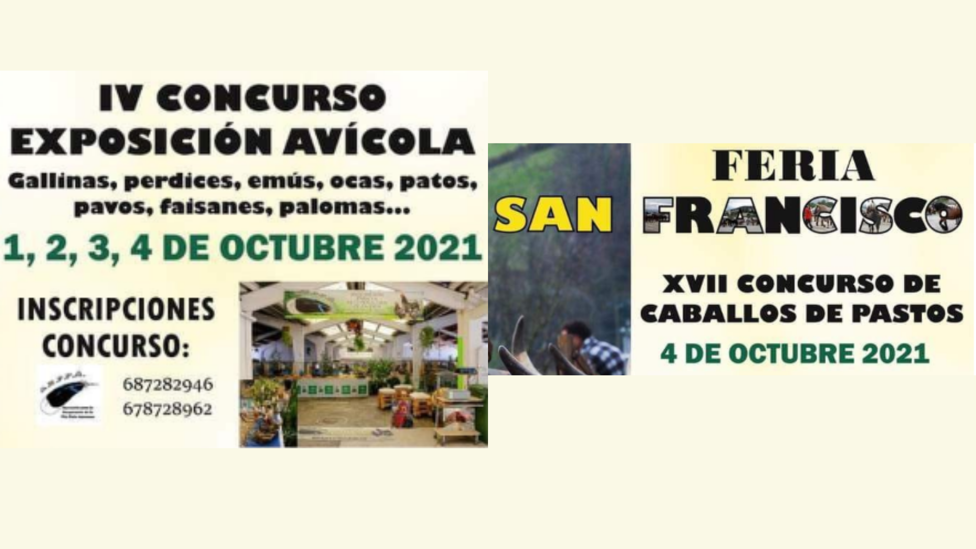 Exposición avícola el fin de semana y feria de San Francisco y concurso equino el lunes 4 de octubre Exposición avícola el fin de semana y feria de San Francisco y concurso equino el lunes 4 de octubre