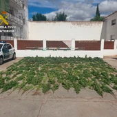 Planta de marihuana descubierta por la Guardia Civil Planta de marihuana descubierta por la Guardia Civil