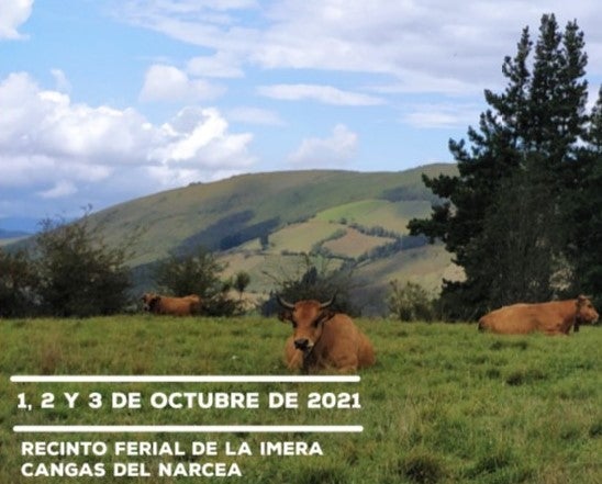 Cangas del Narcea acoge la XXXVI Muestra Ganadera Local de Asturiana de los Valles con 366 animales Cangas del Narcea acoge la XXXVI Muestra Ganadera Local de Asturiana de los Valles con 366 animales