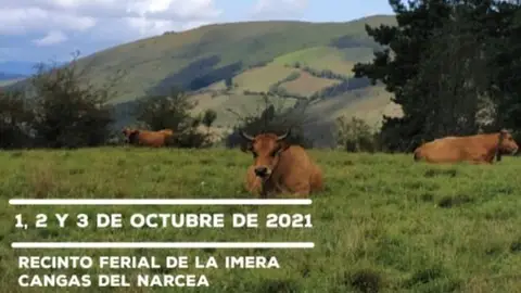 Cangas del Narcea acoge la XXXVI Muestra Ganadera Local de Asturiana de los Valles con 366 animales Cangas del Narcea acoge la XXXVI Muestra Ganadera Local de Asturiana de los Valles con 366 animales