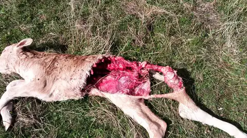 UPA denuncia un ataque de lobos en Lebanza Ganadería