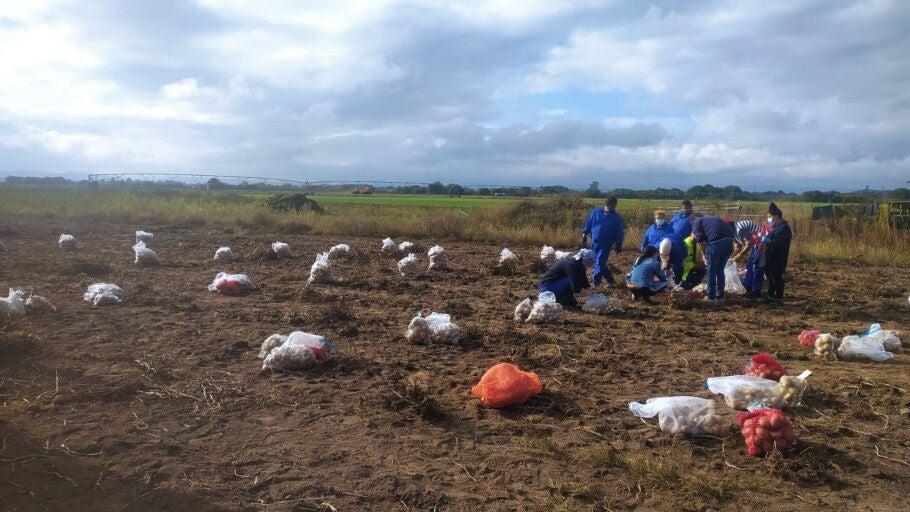 Inicio da recollida dos ensaios de campo da pataca na finca Antela