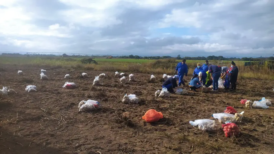 O Inorde inicia a recollida dos ensaios de campo da pataca na finca Antela Inicio da recollida dos ensaios de campo da pataca na finca Antela