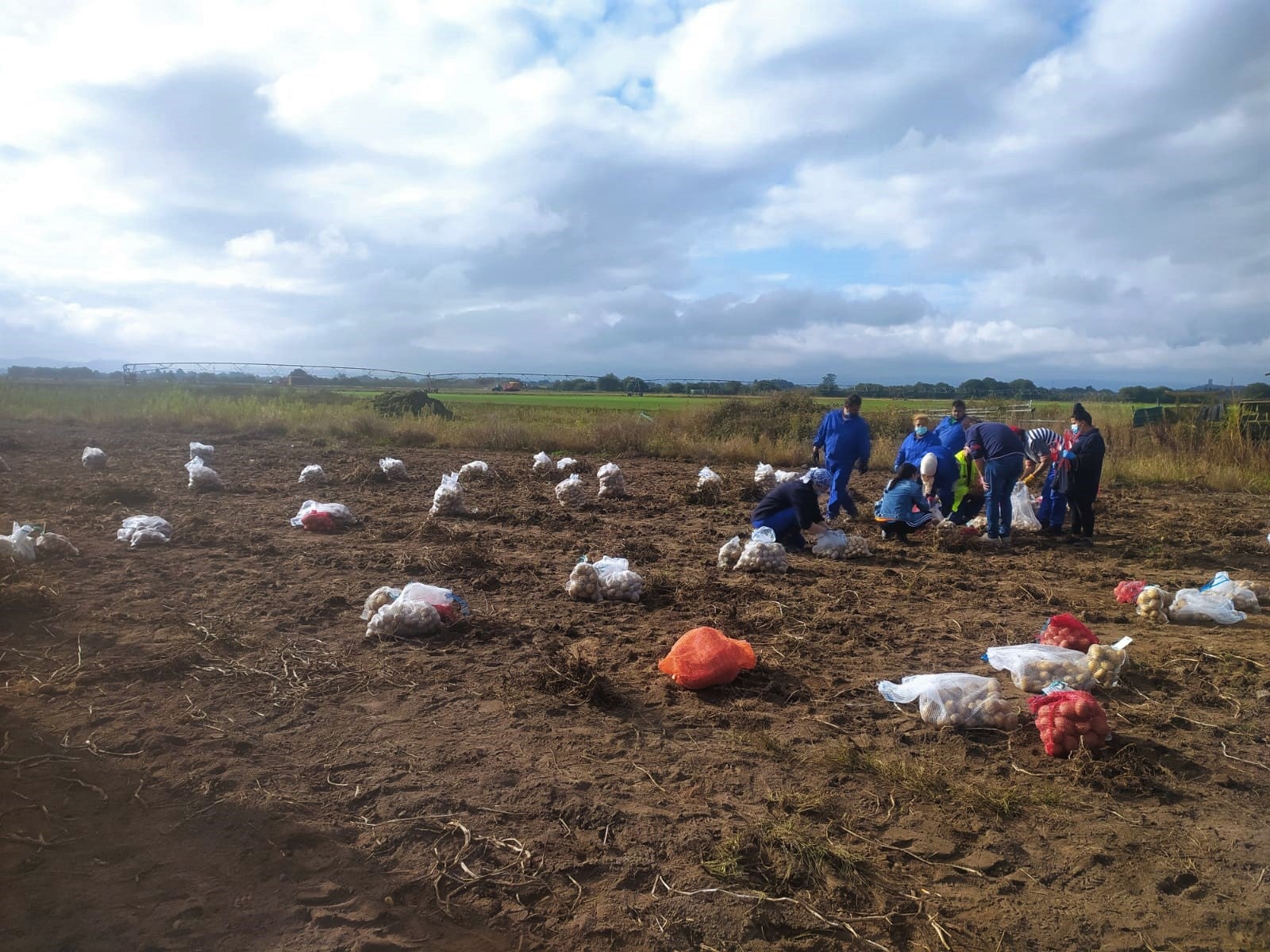 O Inorde inicia a recollida dos ensaios de campo da pataca na finca Antela O Inorde inicia a recollida dos ensaios de campo da pataca na finca Antela