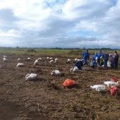 O Inorde inicia a recollida dos ensaios de campo da pataca na finca Antela O Inorde inicia a recollida dos ensaios de campo da pataca na finca Antela