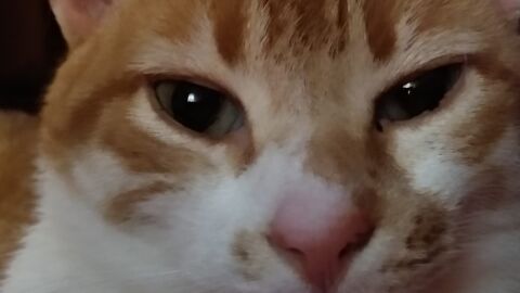 Gato