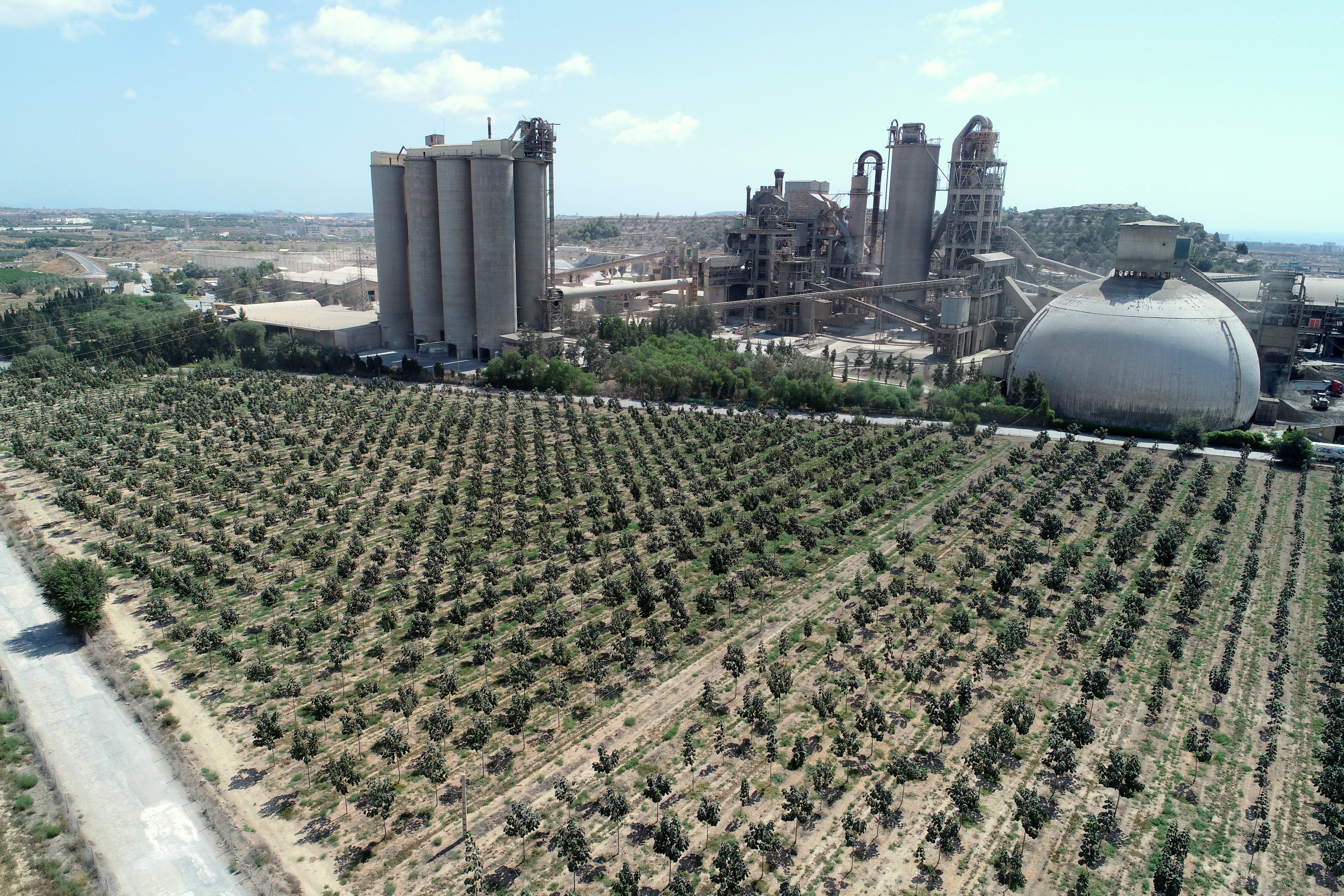 La UA analizará el nivel de absorción de CO2 de las Paulownias en el entorno de la cementera La UA analizará el nivel de absorción de CO2 de las Paulownias en el entorno de la cementera