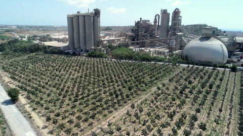 Plantación de Paulownias junto a CEMEX Plantación de Paulownias junto a CEMEX