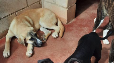 APAP Alcal&aacute; anima a la adopci&oacute;n de Bubu y Marvel, dos de sus cachorros