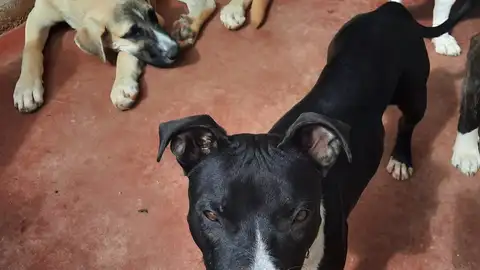 APAP Alcalá anima a la adopción de Bubu y Marvel, dos de sus cachorros APAP Alcalá anima a la adopción de Bubu y Marvel, dos de sus cachorros