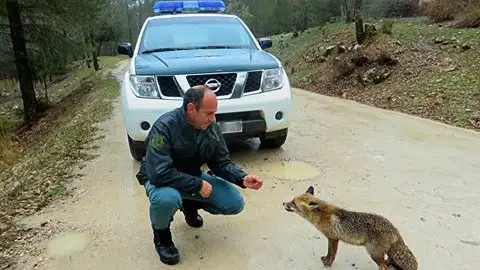 Agente del SEPRONA con un zorro Agente del SEPRONA con un zorro
