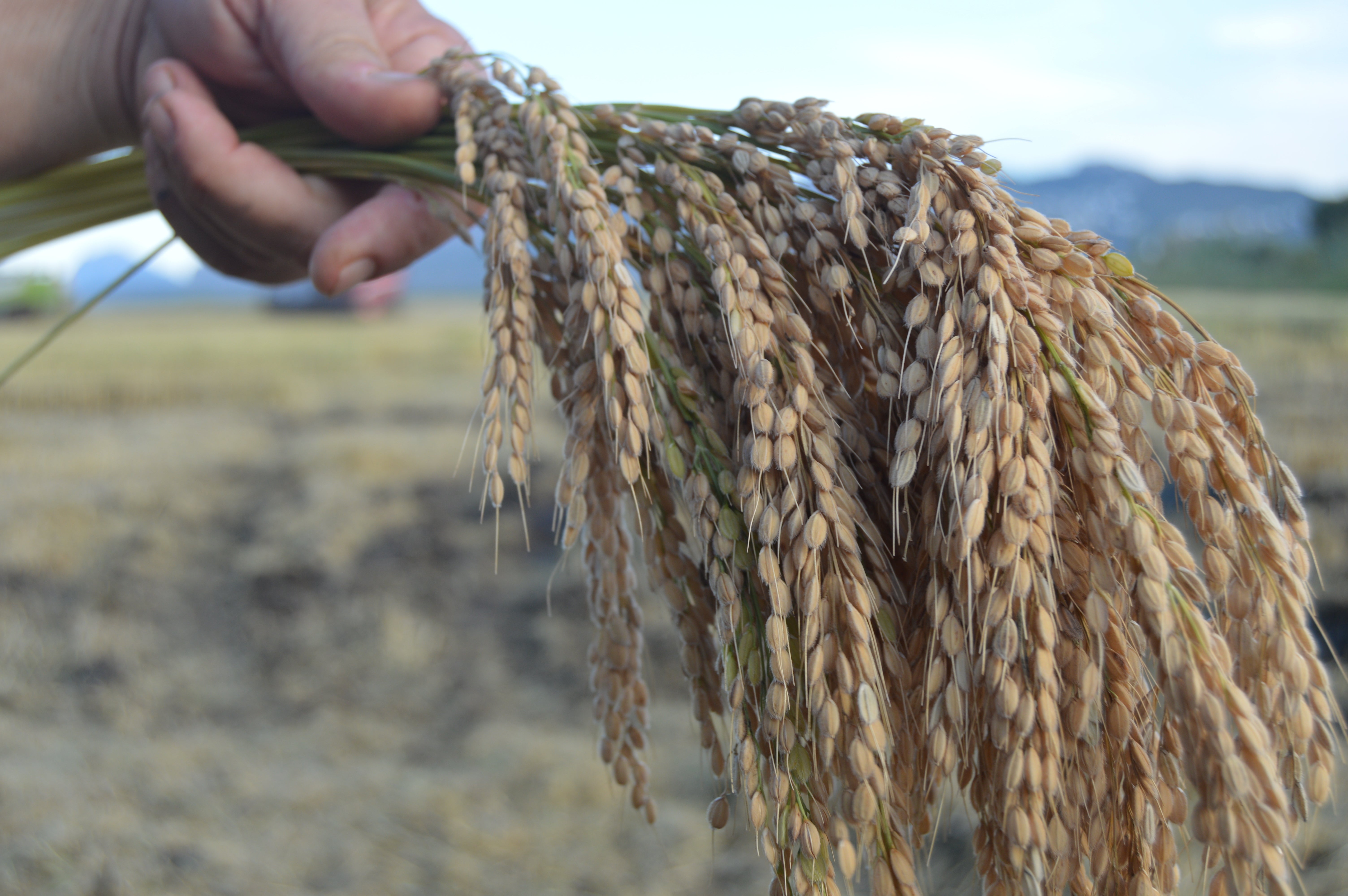 Desciende en un 30 por ciento la producción de arroz en la Marjal de Pego Desciende en un 30 por ciento la producción de arroz en la Marjal de Pego