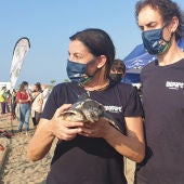 Las tortugas boba incubadas en Bioparc Fuengirola vuelven al mar