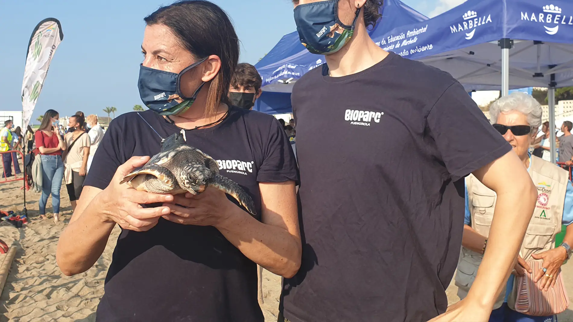 Las tortugas boba incubadas en Bioparc Fuengirola vuelven al mar