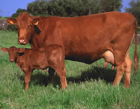 Crece el consumo de vaca roja menorquina en tiempos de pandemia Crece el consumo de vaca roja menorquina en tiempos de pandemia