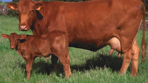 Ganado pastando por el campo de Menorca.