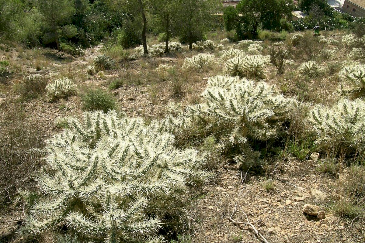 El Ayuntamiento consigue que la Conselleria actúe en la Sierra de Orihuela contra el Cactus de Arizona El Ayuntamiento consigue que la Conselleria actúe en la Sierra de Orihuela contra el Cactus de Arizona