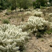 El Ayuntamiento consigue que la Conselleria actúe en la Sierra de Orihuela contra el Cactus de Arizona 