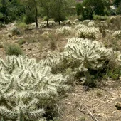 El Ayuntamiento consigue que la Conselleria actúe en la Sierra de Orihuela contra el Cactus de Arizona El Ayuntamiento consigue que la Conselleria actúe en la Sierra de Orihuela contra el Cactus de Arizona